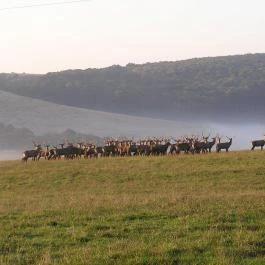 Bőszénfai Szarvasfarm Bőszénfa - Egyéb