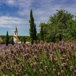 Dörgicsei Levendula Major Dörgicse - Egyéb