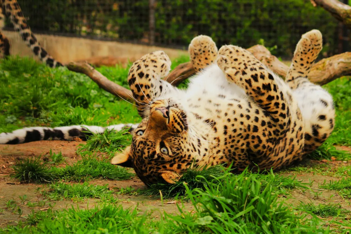 A 10 legjobb családi program a Dél-Dunántúlon - Fotó: Pécs ZOO Facebook oldala