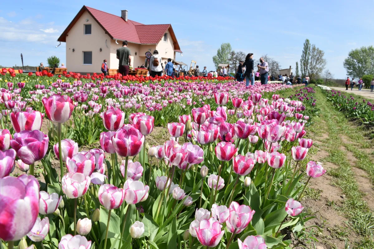 Abádszalók látnivalók: tavasszal Abádszalókon járva a Tulipgarden egy kötelező megálló