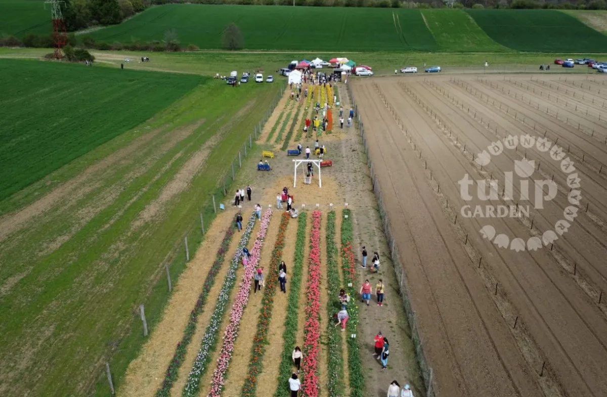 Kosd programok: a tavaszi tulipánok csodás látványa - Fotó: TulipGarden Dunakanyar Facebook oldala