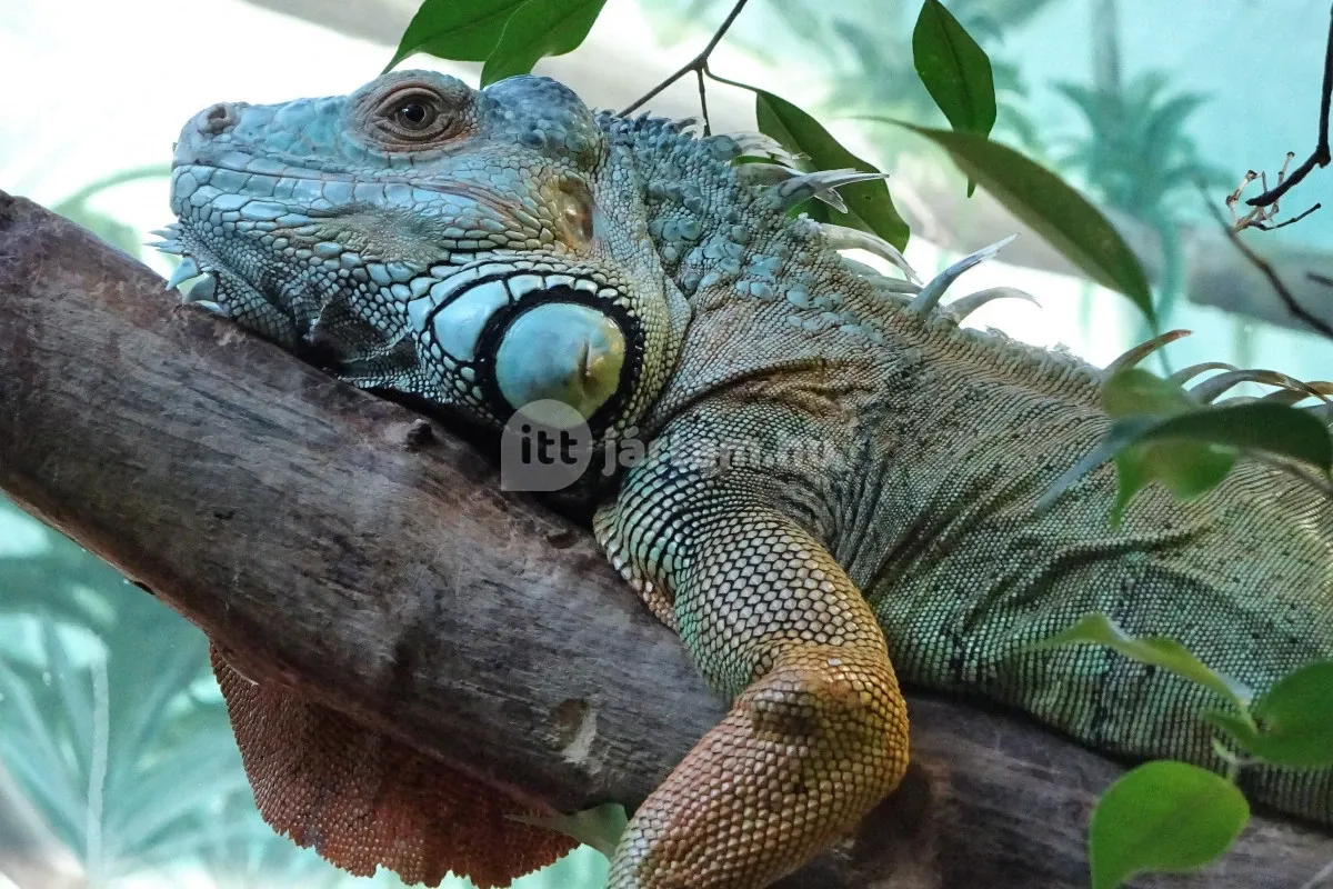 Családi programok Budapesten: a Tropicarium izgalmas élővilágával szuper kikapcsolódás