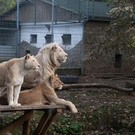 Sóstó Zoo - Nyíregyházi Állatpark Nyíregyháza - Egyéb