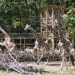 Sóstó Zoo - Nyíregyházi Állatpark Nyíregyháza - Egyéb