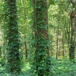 Tiszaigari Arborétum Tiszaigar - Egyéb