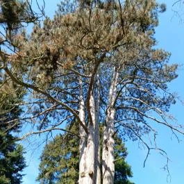 Tiszakürti Arborétum Tiszakürt - Egyéb