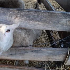 Csipke Porta Vendégház Cserépfalu - Egyéb