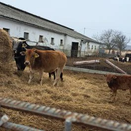 Garabonciás Farm és a 7 Vezér Történelmi Kalandpark Garabonc - Egyéb