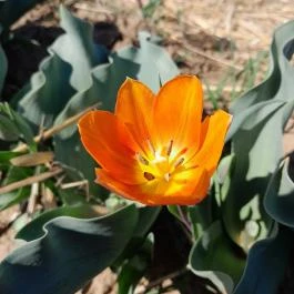 Tulipánszüret TulipGarden Dunakanyar Kosd - Egyéb