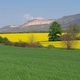 Tulipánszüret TulipGarden Dunakanyar Kosd - Egyéb