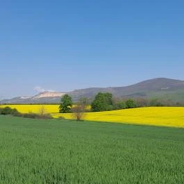 Tulipánszüret TulipGarden Dunakanyar Kosd - Egyéb