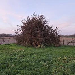 400 éves som Császló - Külső kép