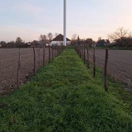 400 éves som Császló - Külső kép