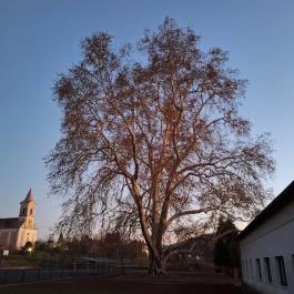 500 éves platán Söjtör - Külső kép