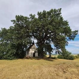 Molyhos tölgy Bátaszék - Külső kép