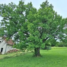 Teleki 300 éves berkenyefája Teleki - Külső kép