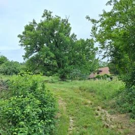 Teleki 300 éves berkenyefája Teleki - Külső kép