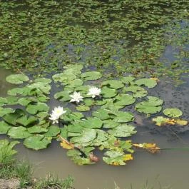 Pósteleki Szabadidő Park Békéscsaba - Egyéb